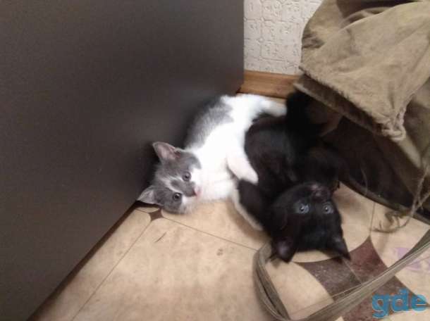 Котята в хорошие руки, фотография 3