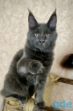 Котята Мейн Кун из Профессионального питомника, фотография 11