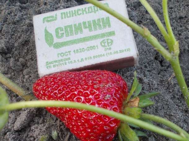 Саженцы ремонтантной клубники 