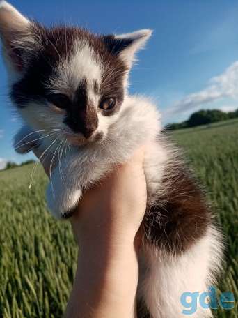 Котик в добрые руки, фотография 1