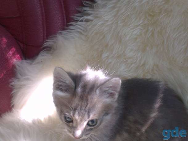 котята в хорошие руки, фотография 1