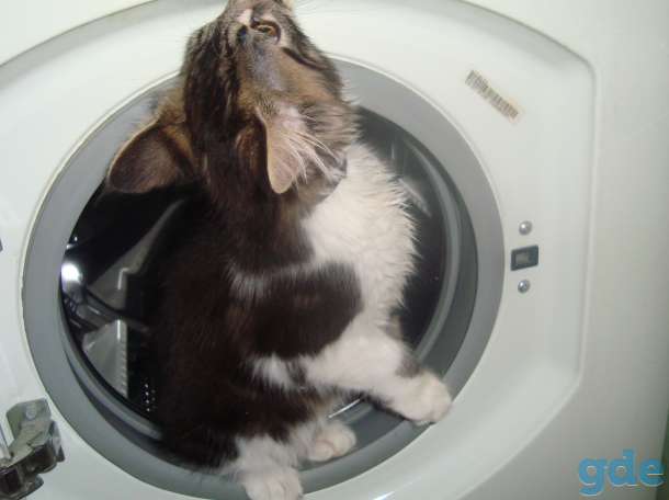 Котенок Мейн-кун, фотография 11