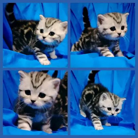 Шотландские котята., фотография 2