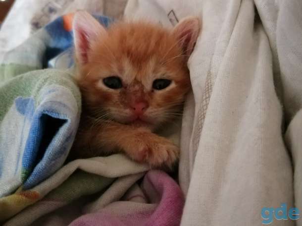 Рыжый котенок, фотография 1