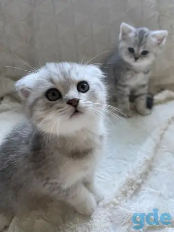 Шотландские милашки, фотография 11