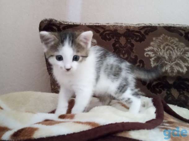 Отдам котят в хорошие руки!, фотография 4