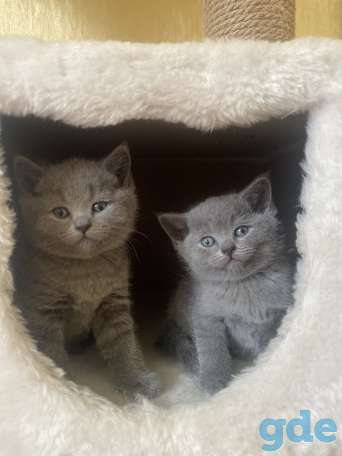 Британские котята, фотография 2