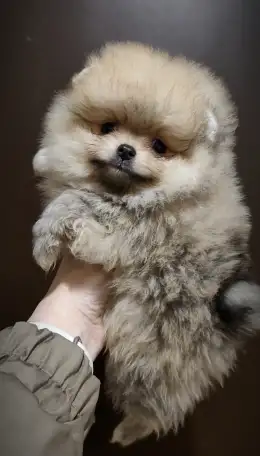 Померанский шпиц, щенки. Мини мишки, фотография 1