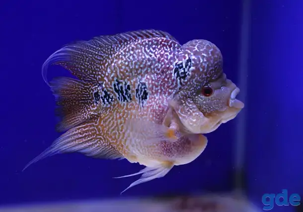 Американские Цихлиды), фотография 3