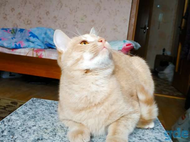 Котёнок 6 мес, фотография 1
