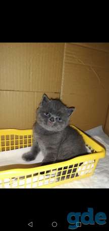 Британский котенок, фотография 8