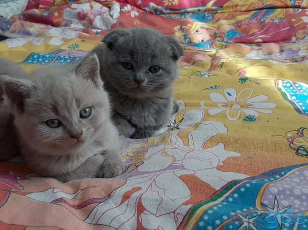 Продам породистых шатландских вислоухих котят, фотография 4