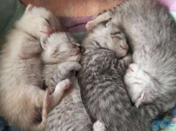 Шотландские котята. Пушистое счастье в ваш дом., фотография 2