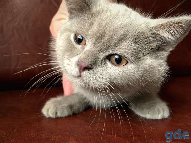 Шотландские котята Скоттиш-страйт, фотография 3