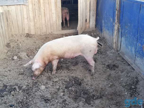 Продам хряка породы ландрас, фотография 1