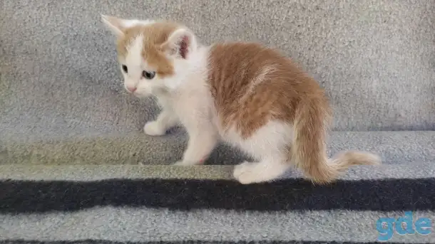 Котята, фотография 3