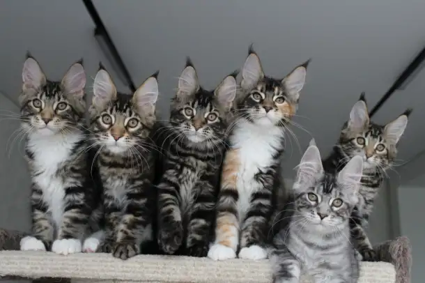 Котята мейн кун!, фотография 3