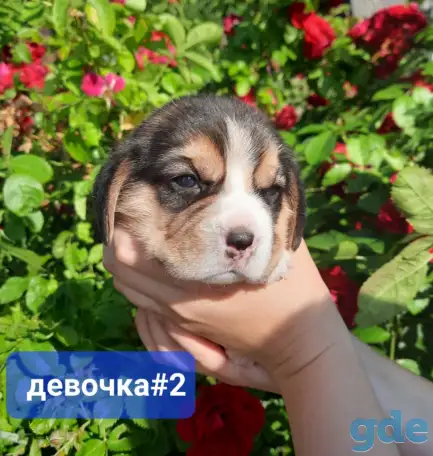 Щенки Бигля., фотография 5