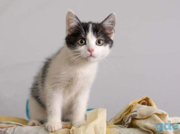 котята в поиске хозяев, фотография 2