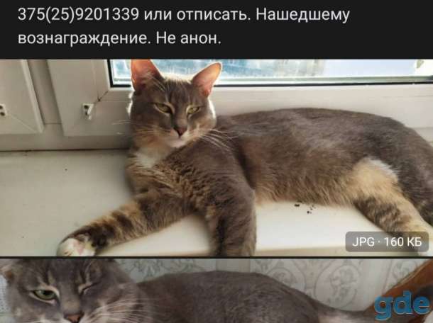 Пропал кот  , зовут Тима, фотография 1