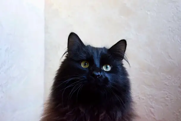 Теодор-кот, кастрирован., фотография 6