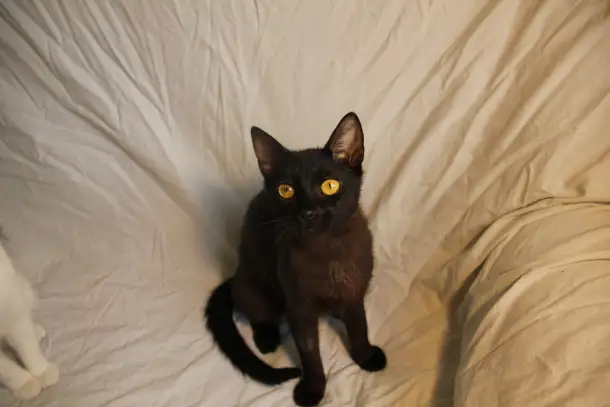 Черная кошечка котенок Фелиция в поисках семьи и дома!, фотография 12