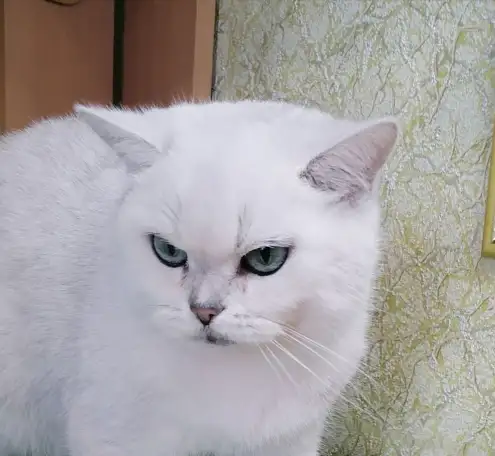 Британские серебристые котята, фотография 1
