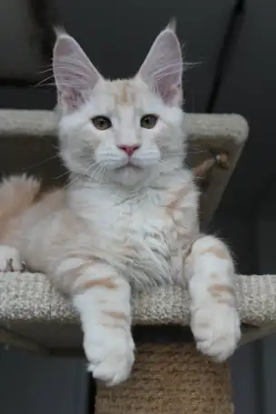 Мейн-кун котенок!, фотография 6