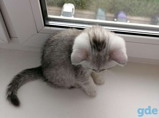 Котёнок, фотография 5