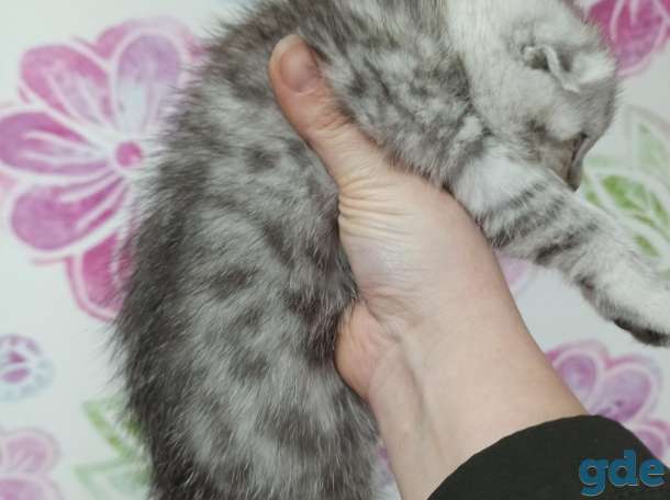 Котята, фотография 3