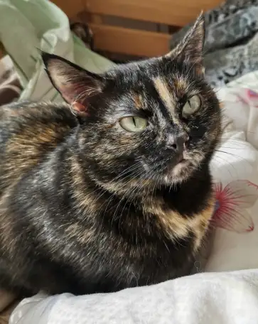 Отдам котят, фотография 13