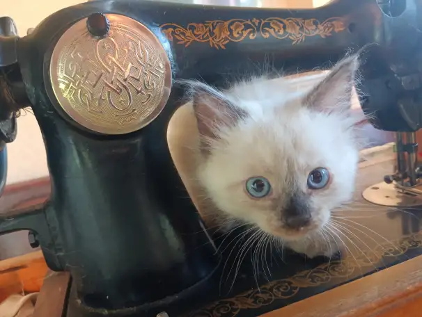 Продам котят, фотография 1