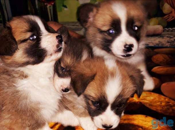 Продаются щенки Вельш Корги Пемброк, фотография 7