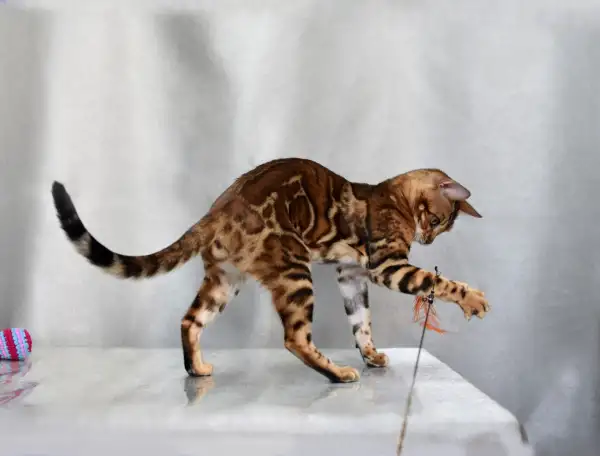 Шикарная бенгальская кошечка, фотография 3