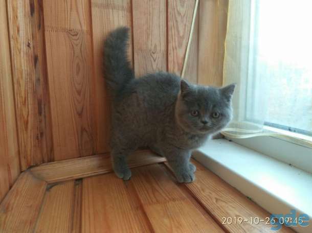 Породистая британская кошечка, фотография 2