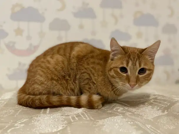 Рыжая кошечка котенок Мандаринка ищет дом и семью!, фотография 3
