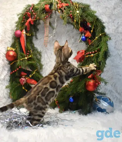 Маленькие бенгальские котята: мальчик, фотография 5