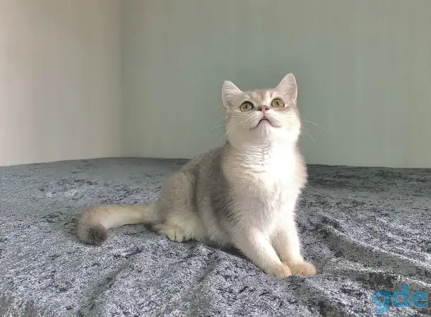 Шотландская кошка голубая золотая шиншилла, фотография 8