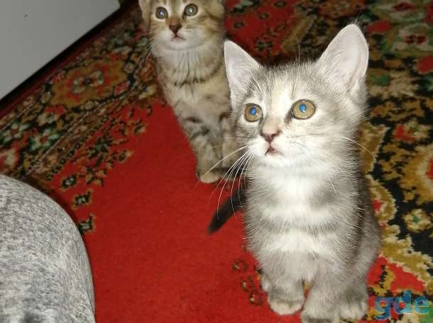 Котята, фотография 1