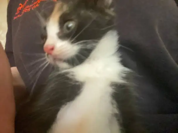 КОТЯТА В ДОБРЫЕ РУКИ ОЧЕНЬ СРОЧНО, фотография 1
