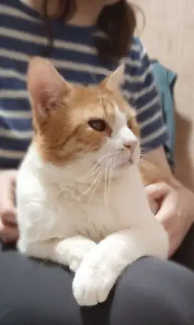 Чудесный рыжий котик Бонечка ищет дом и семью!, фотография 10