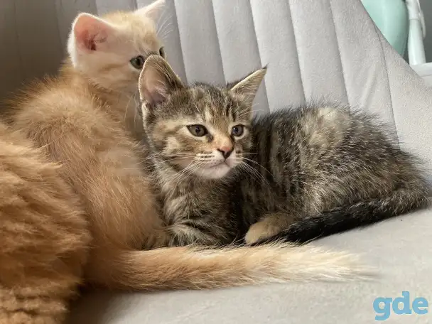 Котики, фотография 2