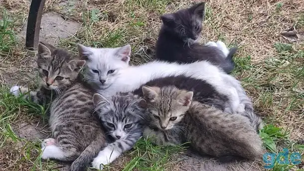 Котята в добрые руки, фотография 1