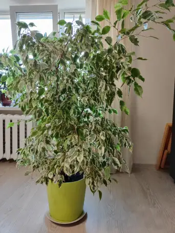 продажа комнатного растения, фотография 1