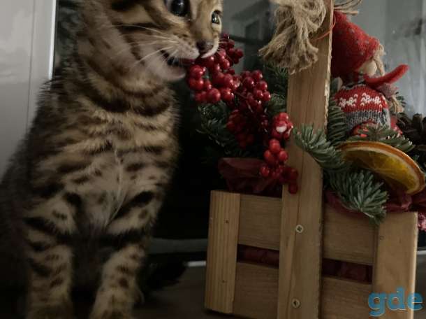 Котята бенгальские, фотография 3