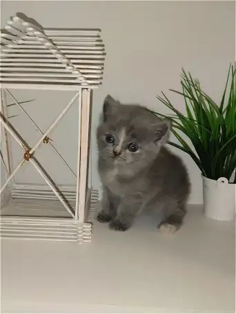 Шотландские вислоухие котята, фотография 1