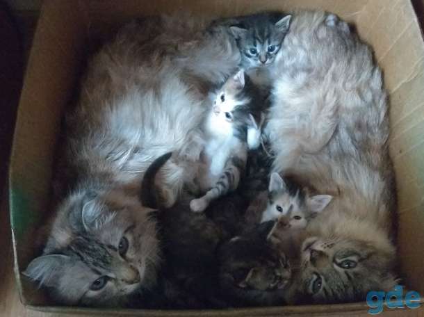 Котята мурчята., фотография 7