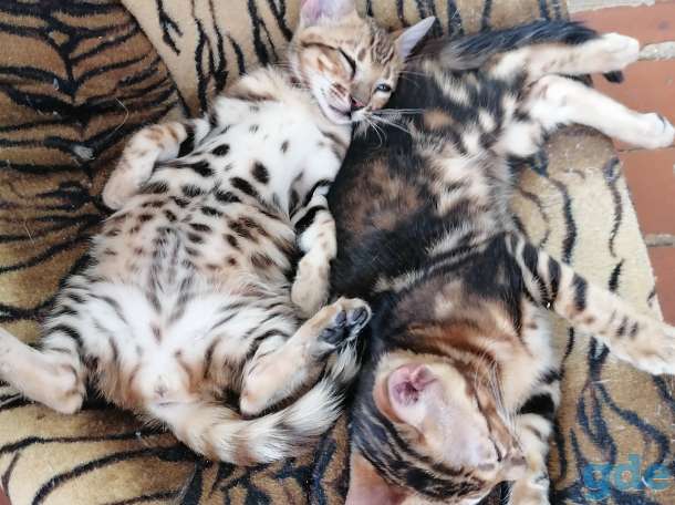 Бенгальские котята, фотография 7