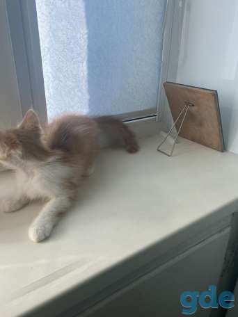 Отдам котенка Анатолия в дар, фотография 4