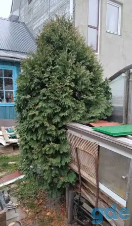 Туя 2м 80 см, фотография 2